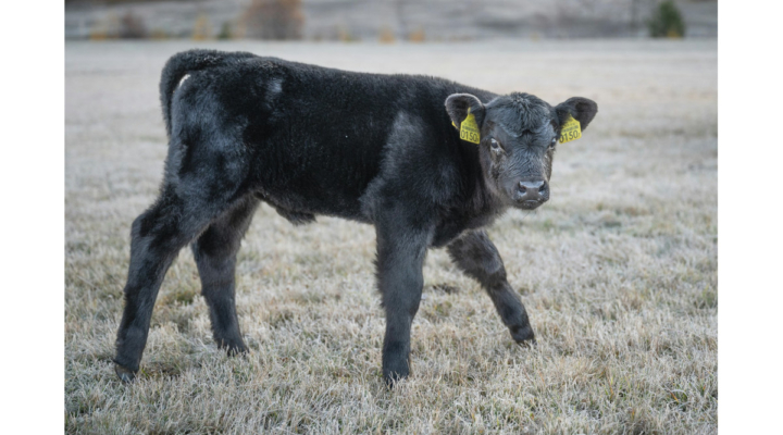 cattle market marketing calf calves