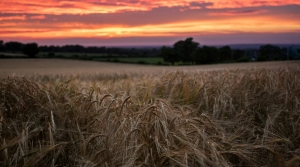 Minnesota farms, Sesquicentennial Farm, farm income, MFBF, Down Payment Assistance Grant, Minnesota cash rent