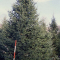 Demonstration Christmas Tree Farm