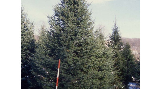 Demonstration Christmas Tree Farm