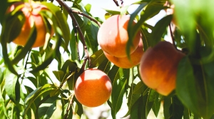 Fruit Production