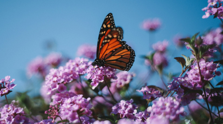 monarch butterfly