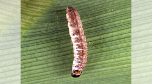 Fungi on Sweet Corn