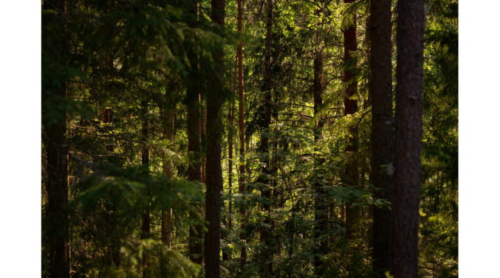 forest forestry wildfire USDA rural wood processing