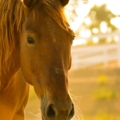 Tennessee Master Horse Program