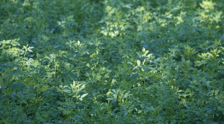 2025 Alfalfa Variety