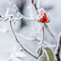 winter gardening rose