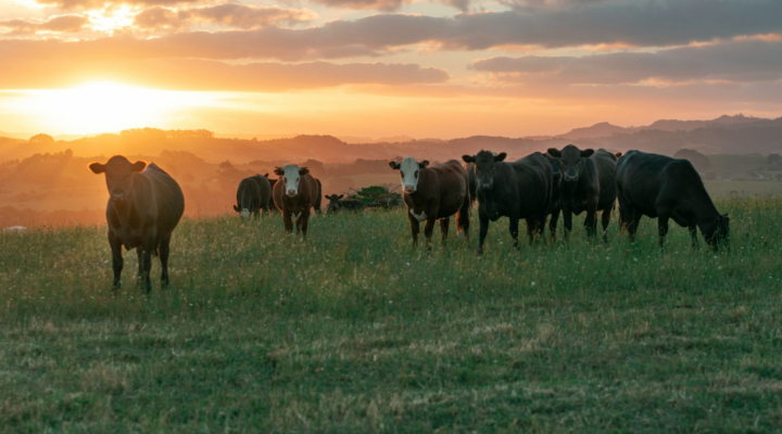 Cattle Feeders Hall of Fame