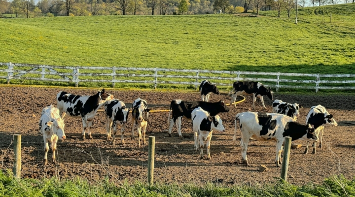 Dairy Processors