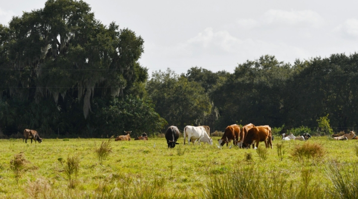 Working Florida Farms