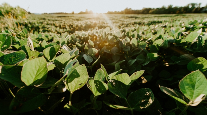 Illinois Soybean Association