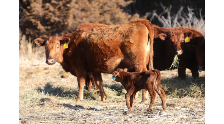 genetic selection breeding cattle bulls