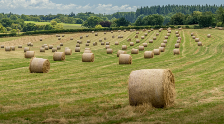 Hay Buying, Commodity Outlooks