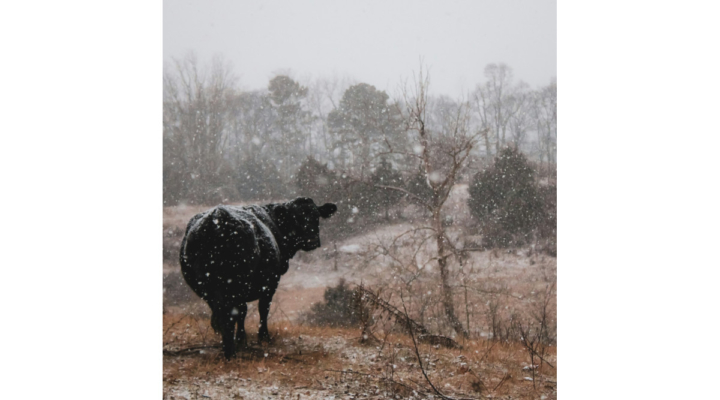 cattle livestock beef