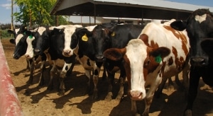 Nominees for the National Dairy Promotion and Research Board