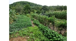 cover crop