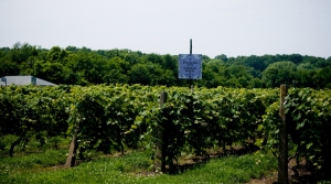 Vineyard Expansion Assistance Program