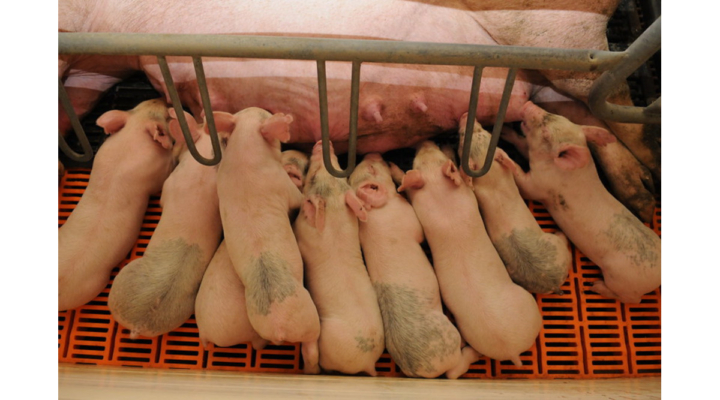 pig pigs sow sows Kansas swine