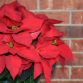 poinsettias