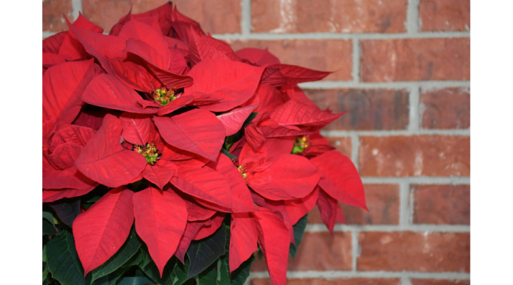 poinsettias