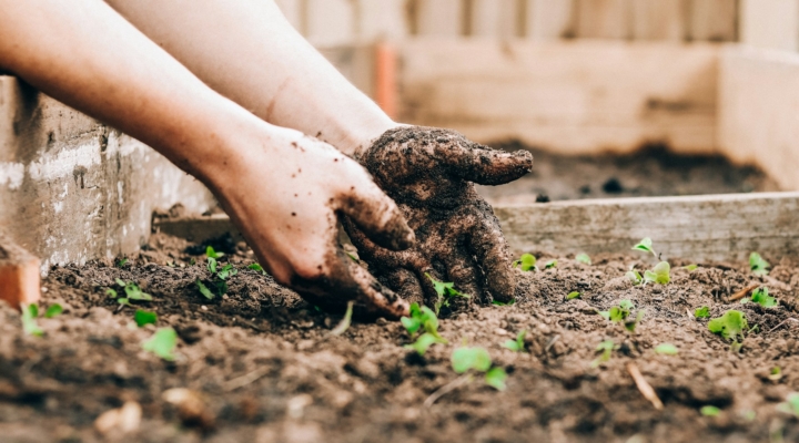 Gardening from the Ground Up