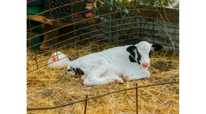 avian flu poultry cattle dairy California bird flu