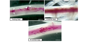 Soybean Cyst Nematode