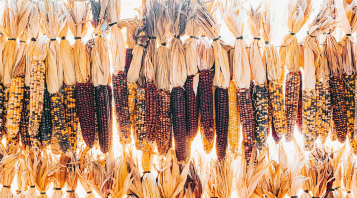 Maize Genomes