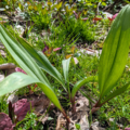 Farming Wild Leeks