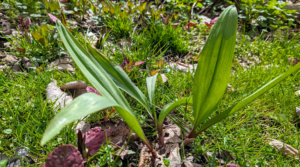 Farming Wild Leeks