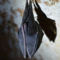 Cave Bats