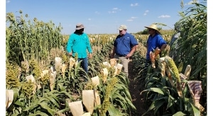 prussic acid-free sorghum