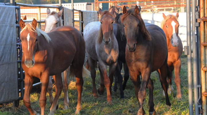 Wild Horse Adoptions