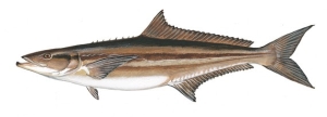 cobia management