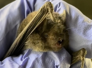 bat species