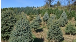 Christmas tree growers