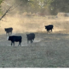 feed, Winter Feeding Beef Cows, Disaster Assistance