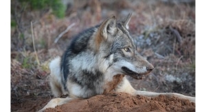 Michigan gray wolf survey, Wolf Management Plan, Wisconsin Wolf Management Plan