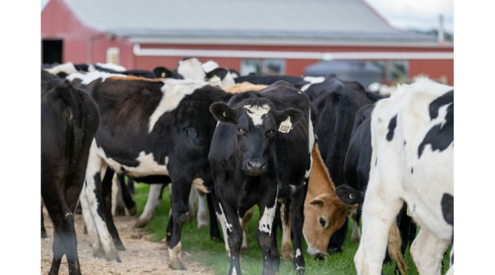 dairy cows cattle biosecurity HPAI