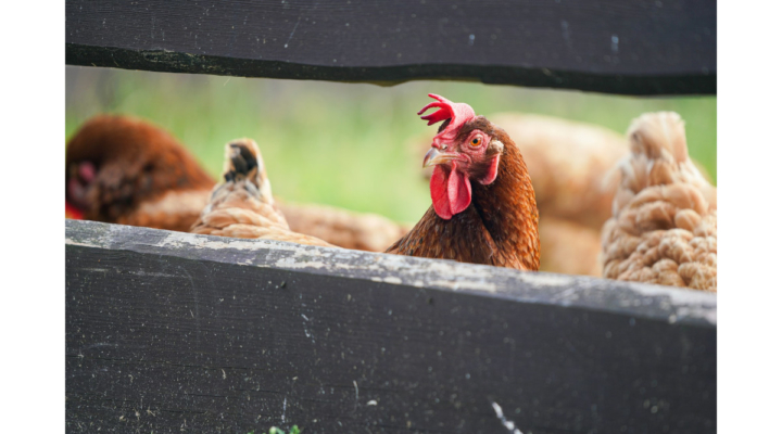 Avian influenza Oklahoma Adair HPAI