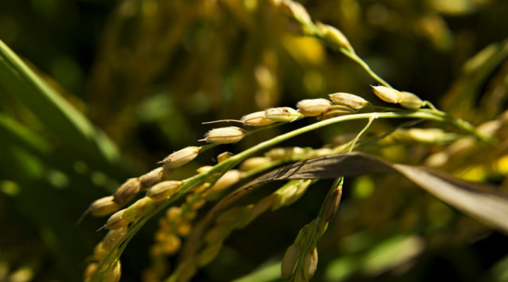 High-yielding Rice