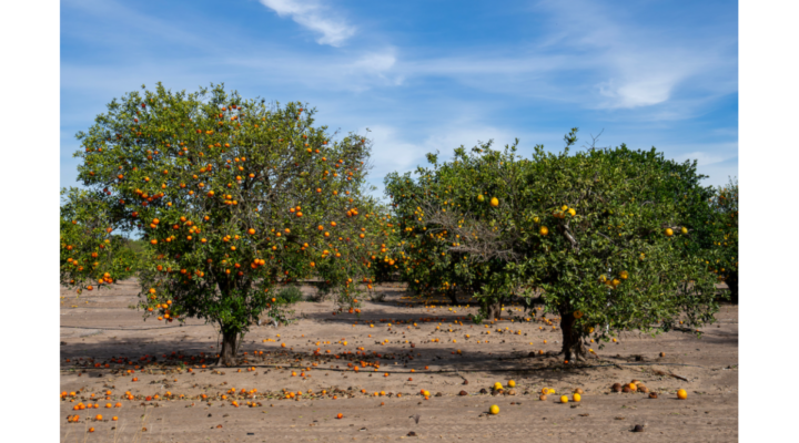 citrus industry research greening