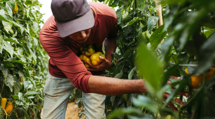 Empowering Communities Through Local Agriculture