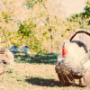 Gobbling Up the Past History of Turkey Farming in the U.S.(1)