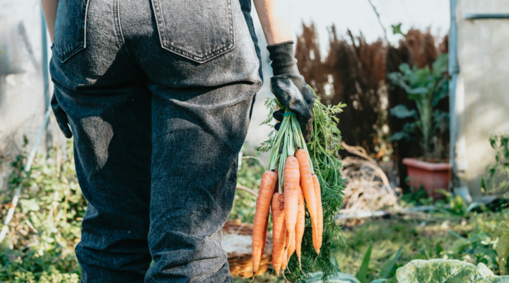 Organic Farming Responsibility Today for a Healthier Tomorrow