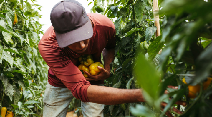 Repetitive Strain Injuries A Condition Farm Workers Are Vulnerable to