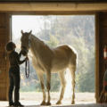 Some Essential Tips for Maintaining a Horse Farm