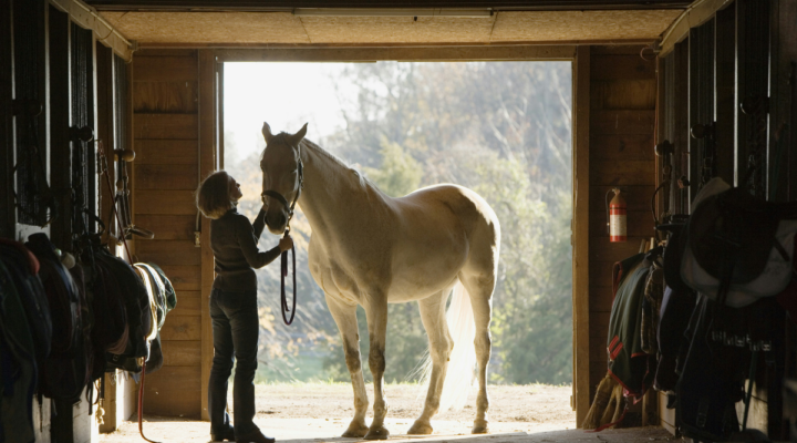 Some Essential Tips for Maintaining a Horse Farm