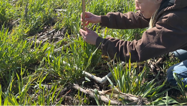 Great Lakes Cover Crop Project